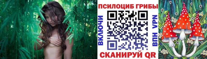 где купить наркоту  Грязовец  KRAKEN зеркало  Галлюциногенные грибы MAGIC MUSHROOMS 